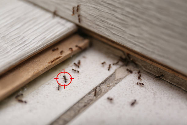 Best Affordable Pest Control Services  in Canyon Lake, TX